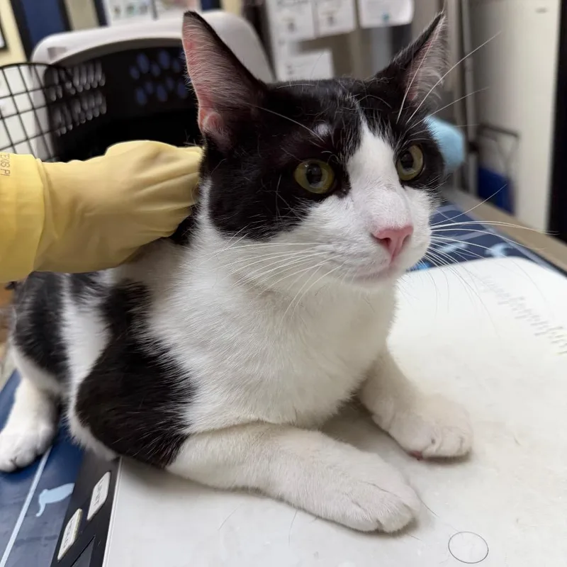 An adult large-sized male Domestic Short Hair cat named Figaro for adoption in Galveston, TX