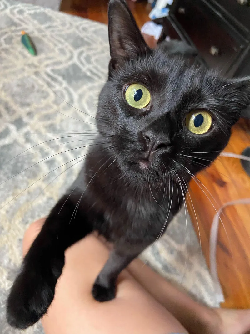 Diamond Gem thumbnail 2