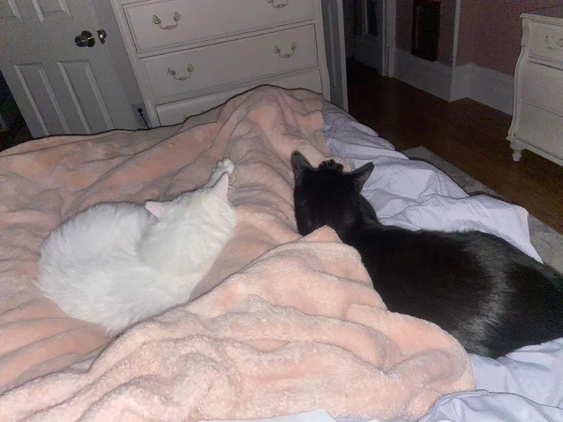 Diamond Gem thumbnail 3