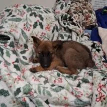A baby small-sized female Brown / Chocolate Belgian Shepherd / Malinois dog named Fanta for adoption in Austin, TX
