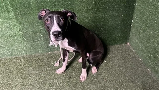 A young large-sized female Pit Bull Terrier dog named Lady for adoption in Lancaster, CA