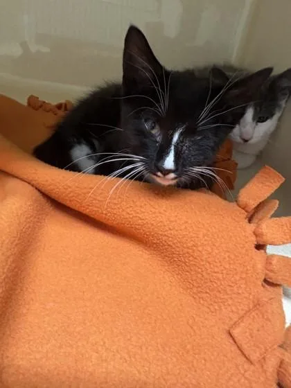 A baby medium-sized male Domestic Short Hair cat named Sprocket for adoption in Pequot Lakes, MN