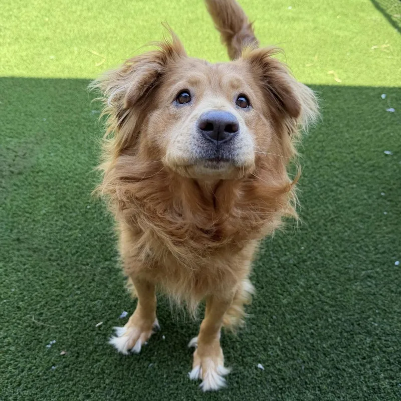 An adult medium-sized male Chow Chow dog named Koda for adoption in Cumming, GA