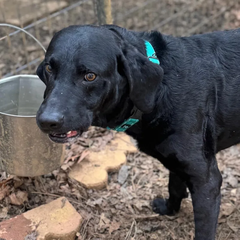 An adult medium-sized male Black Mixed Breed dog named Xodiac for adoption in Fredericksburg, VA