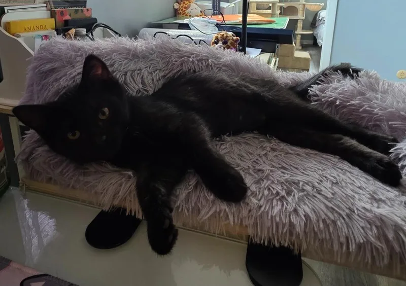 A baby medium-sized female Domestic Short Hair cat named Elphie for adoption in Findlay, OH