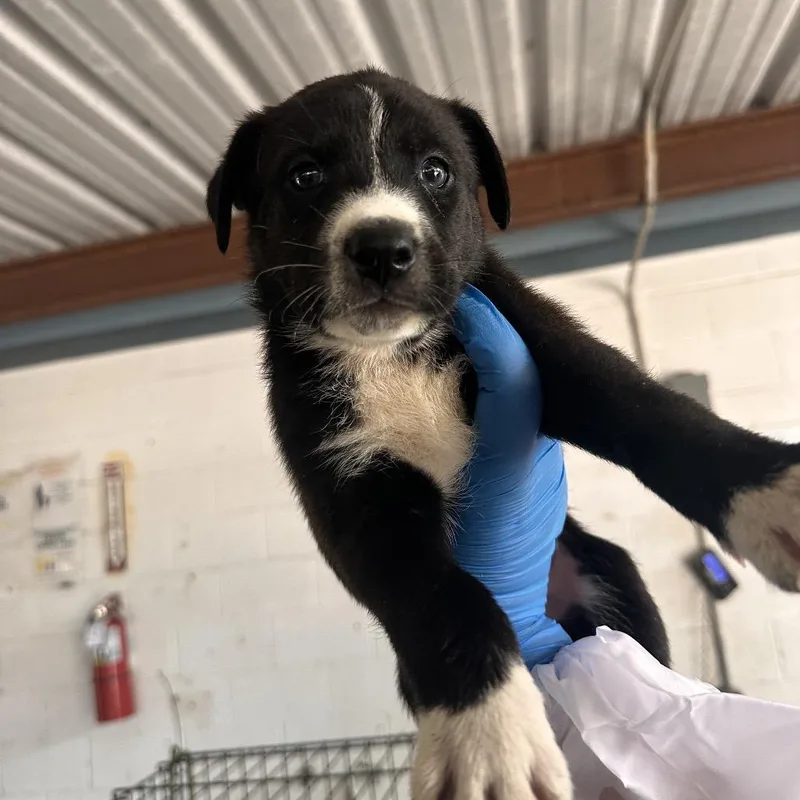 A baby small-sized male Black Shepherd dog named Mowgli for adoption in Edinburg, TX