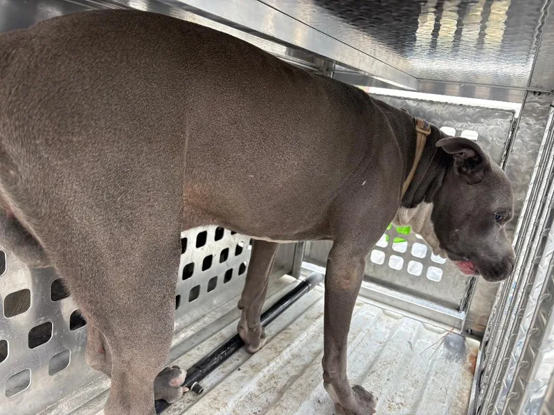 An adult large-sized male American Bully dog named Kruze for adoption in Effingham, SC