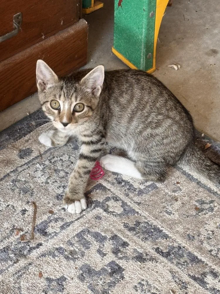 A baby small-sized male Domestic Short Hair cat named Robin for adoption in Mooresville, NC