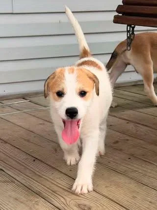 A baby medium-sized female Yellow / Tan / Blond / Fawn Labradoodle dog named Garbo for adoption in Calera, AL