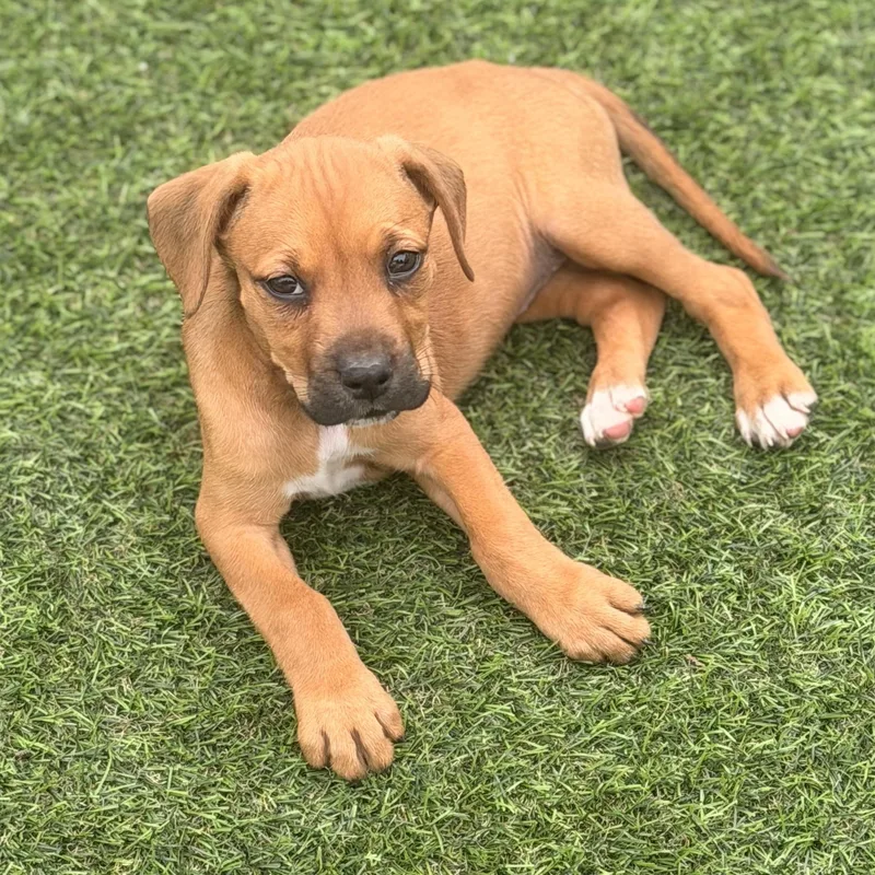 A baby medium-sized male Bicolor Pit Bull Terrier dog named Hannah for adoption in Wilmington, IL