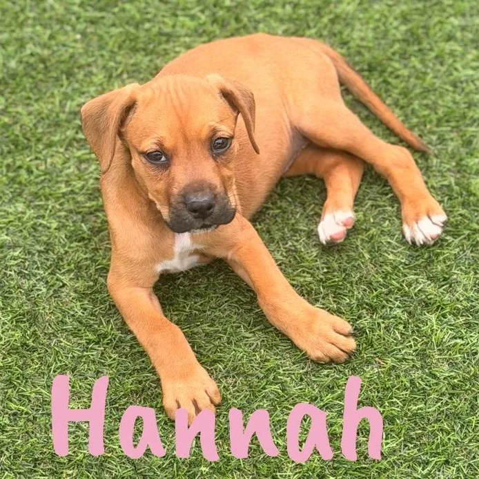 Hannah thumbnail 4