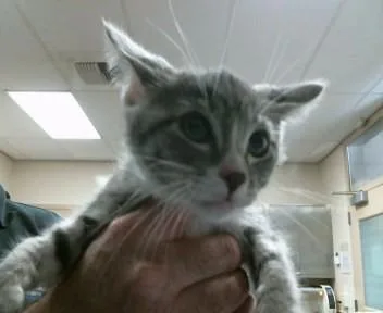 A baby small-sized male Domestic Short Hair cat named Carolina Reaper for adoption in Sacramento, CA