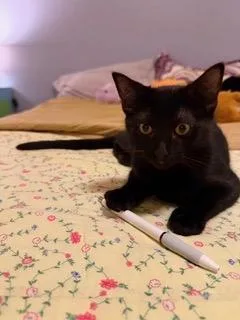 A baby medium-sized male Domestic Short Hair cat named Kerry for adoption in Little Rock, AR