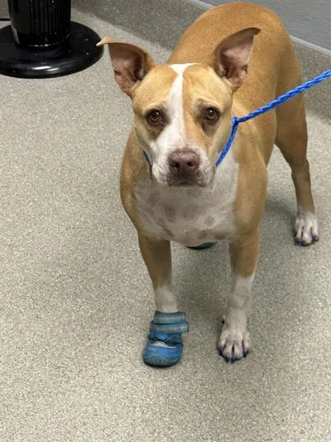 An adult large-sized female Pit Bull Terrier dog named Bailey for adoption in Las Vegas, NV