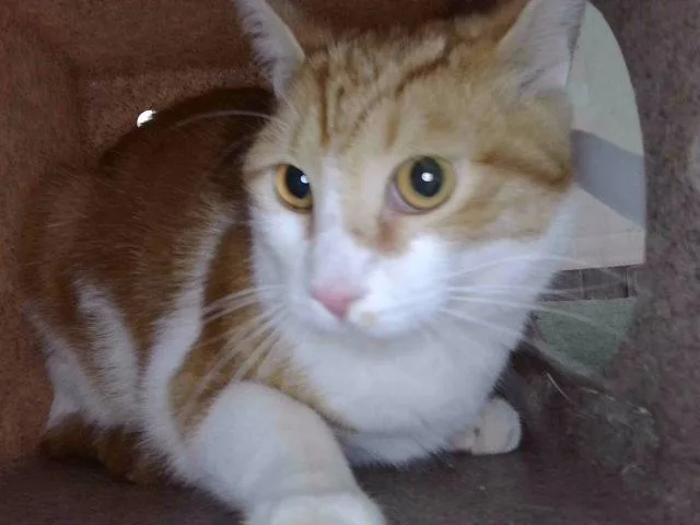 A young medium-sized male Domestic Short Hair cat named Canelo for adoption in Baldwin Park, CA