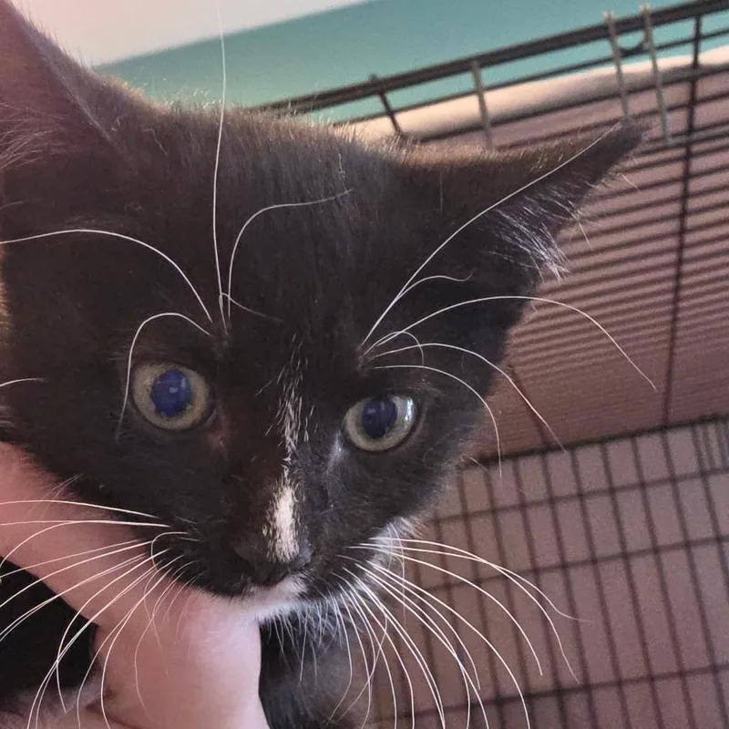 A baby small-sized male Black Domestic Short Hair cat named Domino for adoption in Bel Air, MD