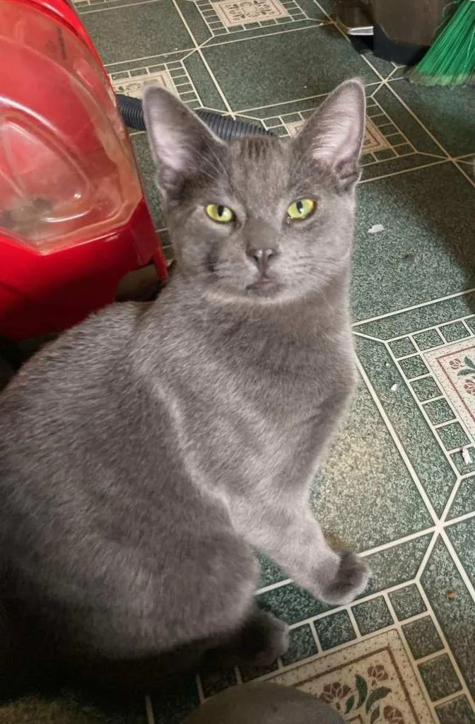 A baby small-sized male Domestic Short Hair cat named Harvey for adoption in Saint Paul, MN