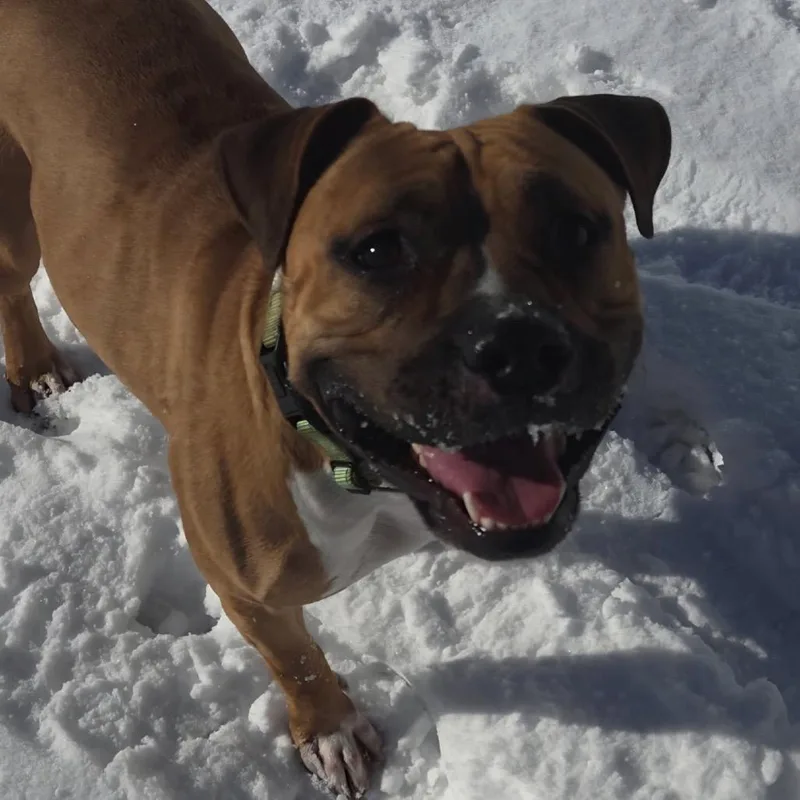An adult medium-sized female Brown / Chocolate Pit Bull Terrier dog named Carla for adoption in Weimar, CA