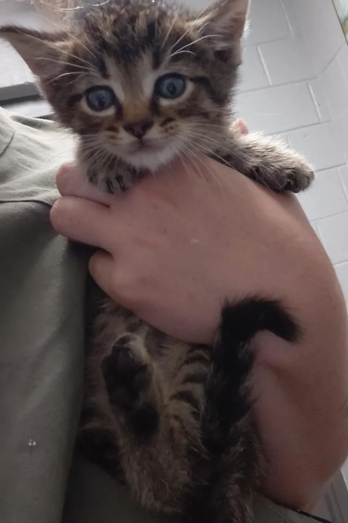 A baby small-sized male Domestic Short Hair cat named Victor for adoption in Henderson, NC