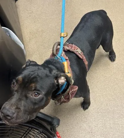 An adult medium-sized female Mixed Breed dog named Blackie for adoption in Chamblee, GA