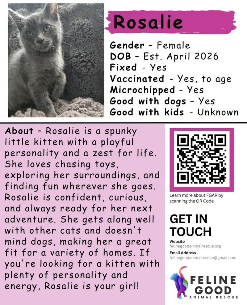 A baby medium-sized female Gray / Blue / Silver Domestic Short Hair cat named Rosalie for adoption in Eugene, OR