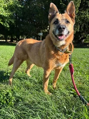 An adult medium-sized female German Shepherd Dog dog named Pepper for adoption in Akron, OH