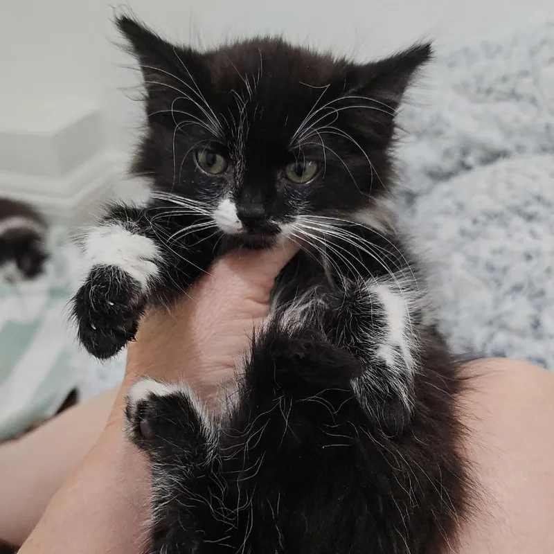 A baby small-sized female Black Domestic Medium Hair cat named Princess for adoption in Long Beach, CA