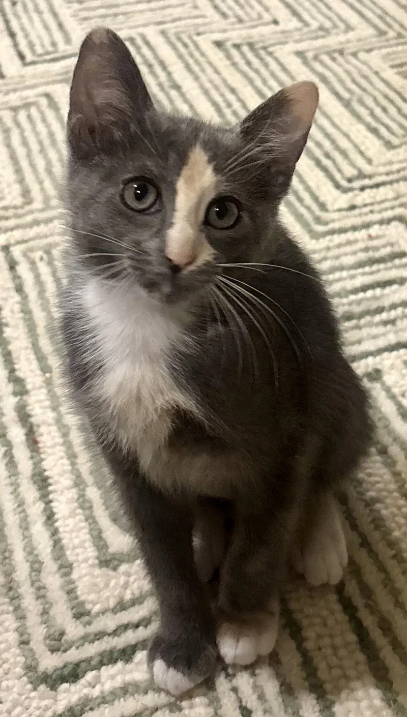 A baby medium-sized female Calico cat named Blaze for adoption in Phoenix, AZ