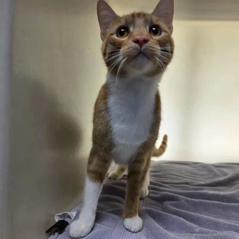 An adult large-sized male Orange / Red Domestic Short Hair cat named Franklin for adoption in Harrisonburg, VA