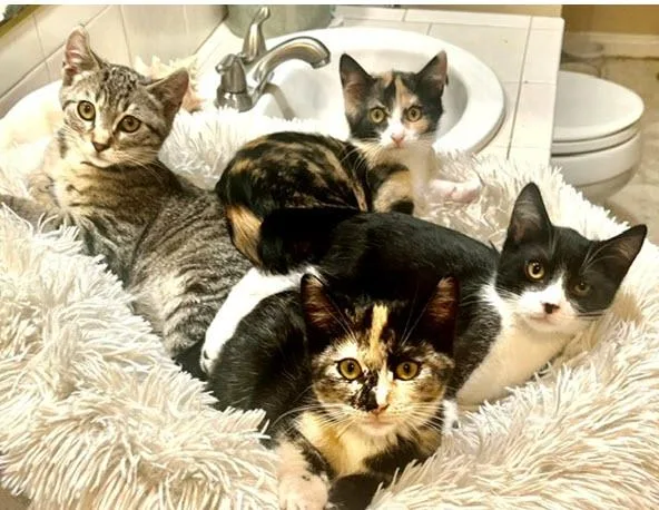 A baby medium-sized female Calico cat named Polly for adoption in Los Angeles, CA