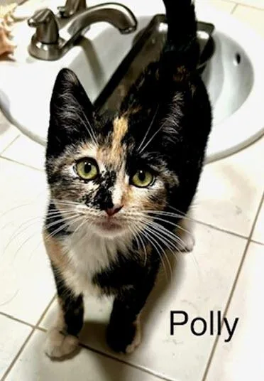 Polly thumbnail 3