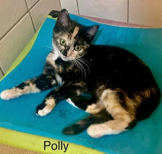 Polly thumbnail 4