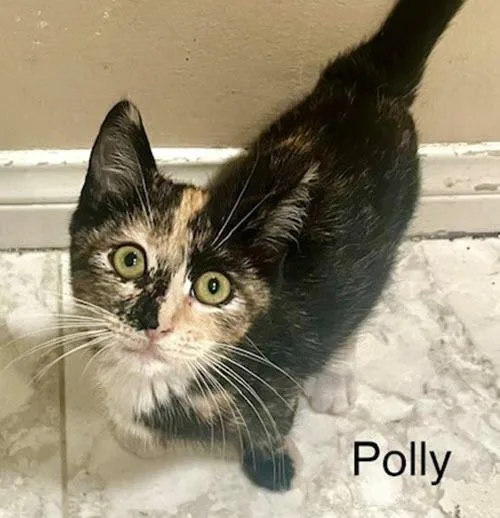 Polly thumbnail 6