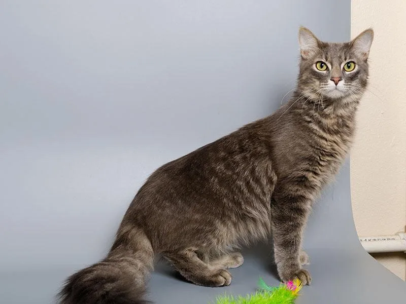 A young medium-sized male Domestic Short Hair cat named Tommy for adoption in Longmont, CO