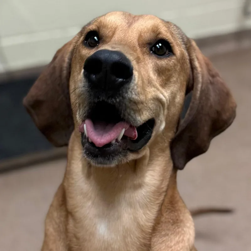 An adult large-sized female Hound dog named Leia for adoption in Bothell, WA