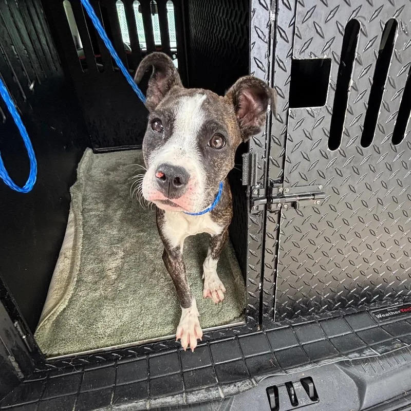 A baby small-sized female Brindle Terrier dog named Sally for adoption in Montgomery, AL