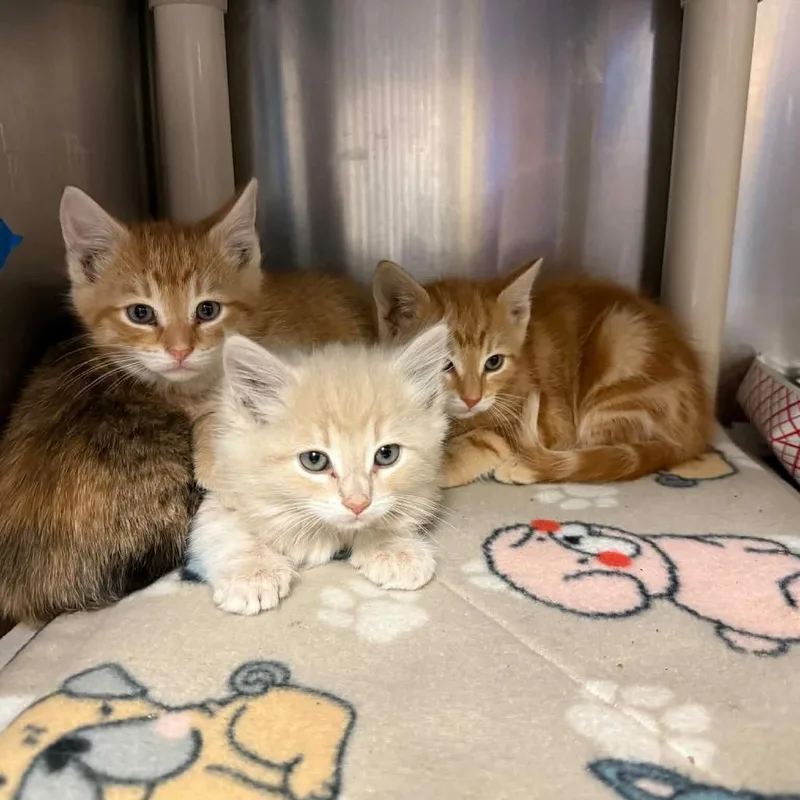 A baby small-sized male Buff / Tan / Fawn Domestic Long Hair cat named Pepsi for adoption in Pasadena , MD