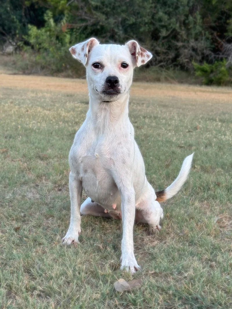 An adult small-sized female Terrier dog named Harmony for adoption in Helotes, TX