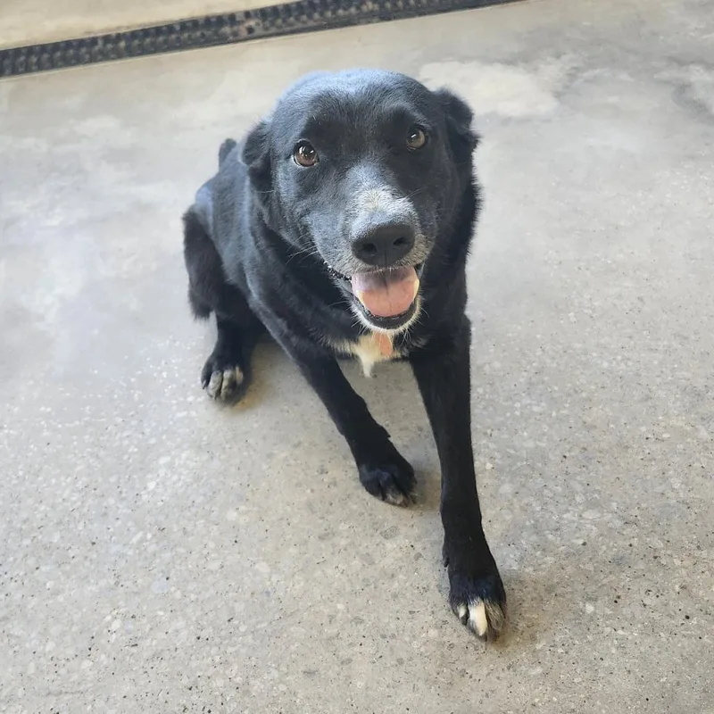 An adult medium-sized female Black Mixed Breed dog named Holly for adoption in Ponca City, OK