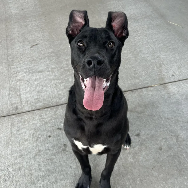 An adult large-sized male Black Mixed Breed dog named Toucan for adoption in Emporia, KS