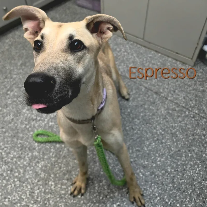 Espresso