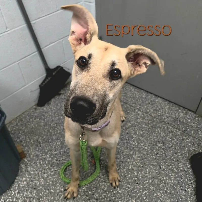 Espresso thumbnail 2