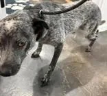 An adult medium-sized female Australian Cattle Dog / Blue Heeler dog named Wickle for adoption in Munfordville, KY