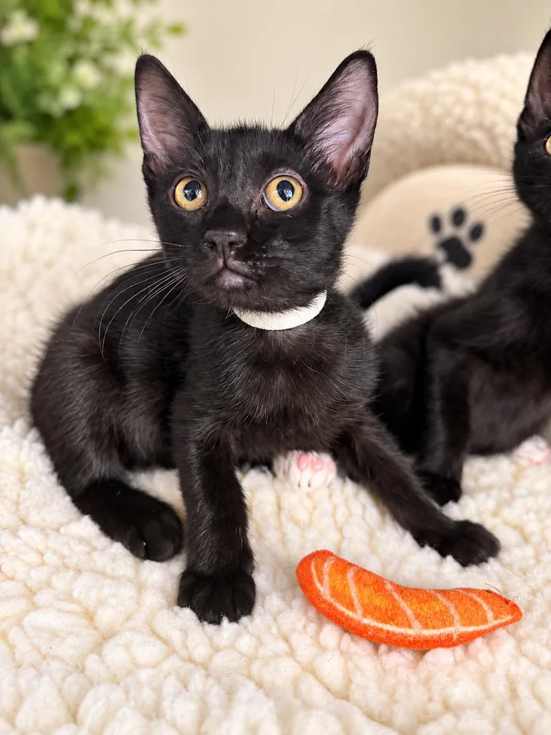 A baby small-sized male Domestic Short Hair cat named Peanut for adoption in Rio Linda, CA