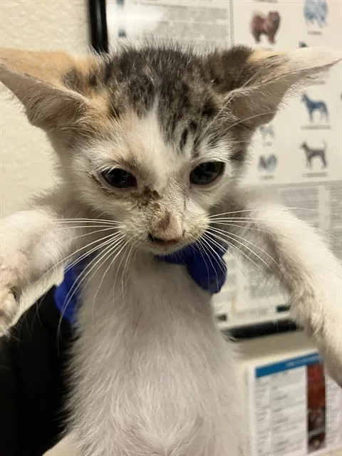 A baby small-sized female Domestic Short Hair cat named Nilla for adoption in Long Beach, CA