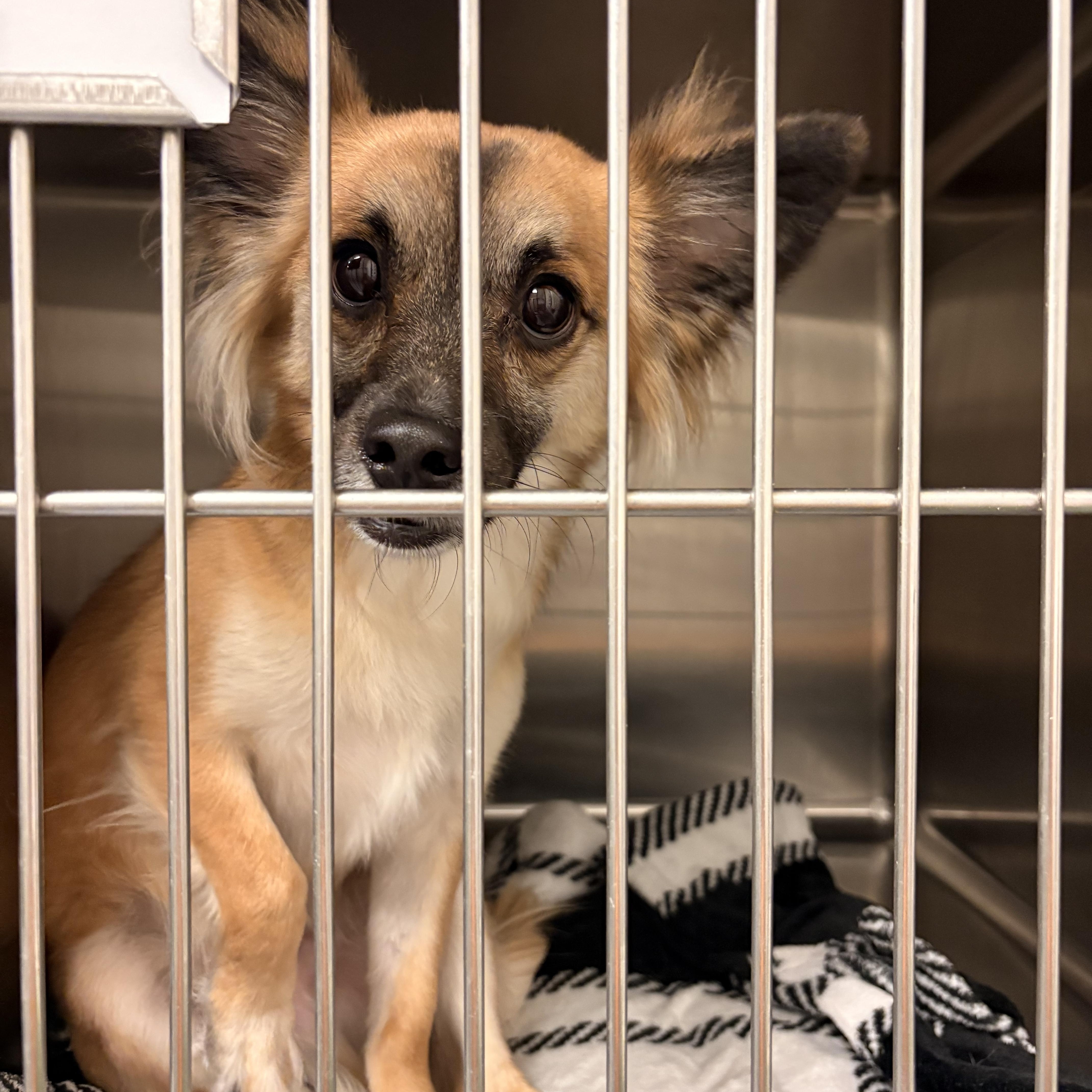 A young small-sized male Tricolor (Brown, Black, & White) Chihuahua dog named Charlie for adoption in Spokane, WA