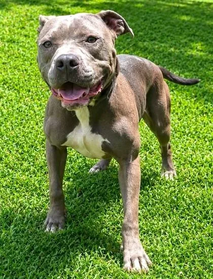 A young medium-sized male American Staffordshire Terrier dog named Coco for adoption in Palm Coast, FL