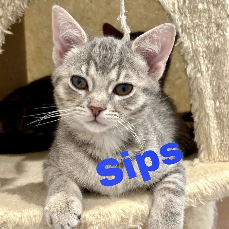 A baby medium-sized female Tabby (Gray / Blue / Silver) Domestic Short Hair cat named Sips for adoption in Greensburg, PA