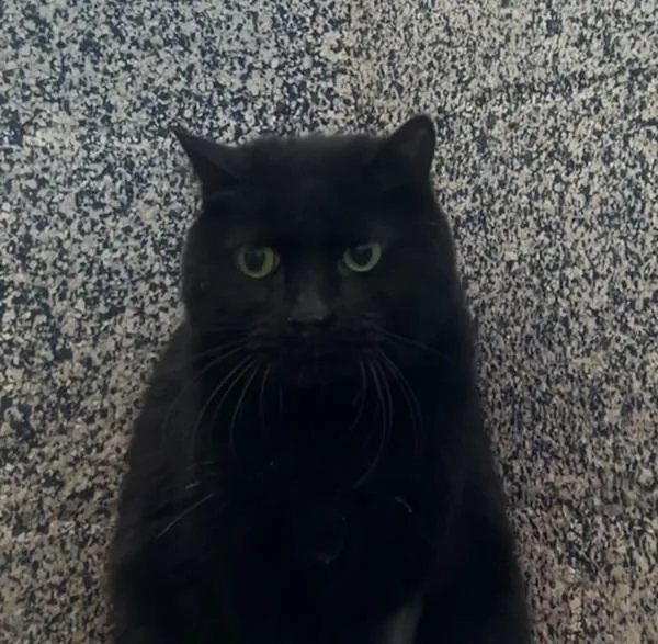 An adult medium-sized female Domestic Short Hair cat named Lucy for adoption in Golden, CO