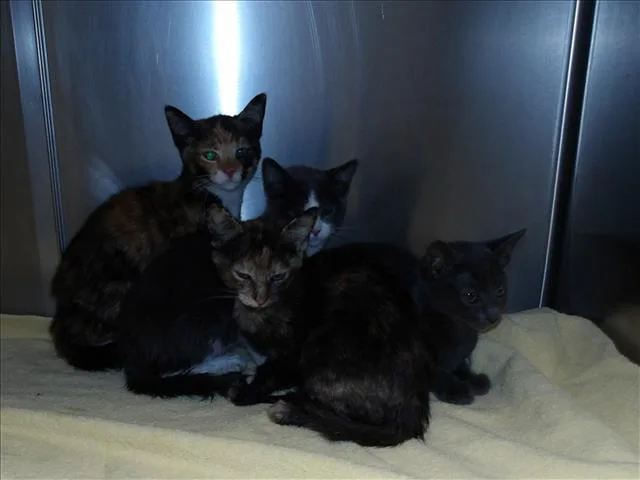 A baby small-sized female Domestic Short Hair cat named Beautiful for adoption in Los Angeles, CA